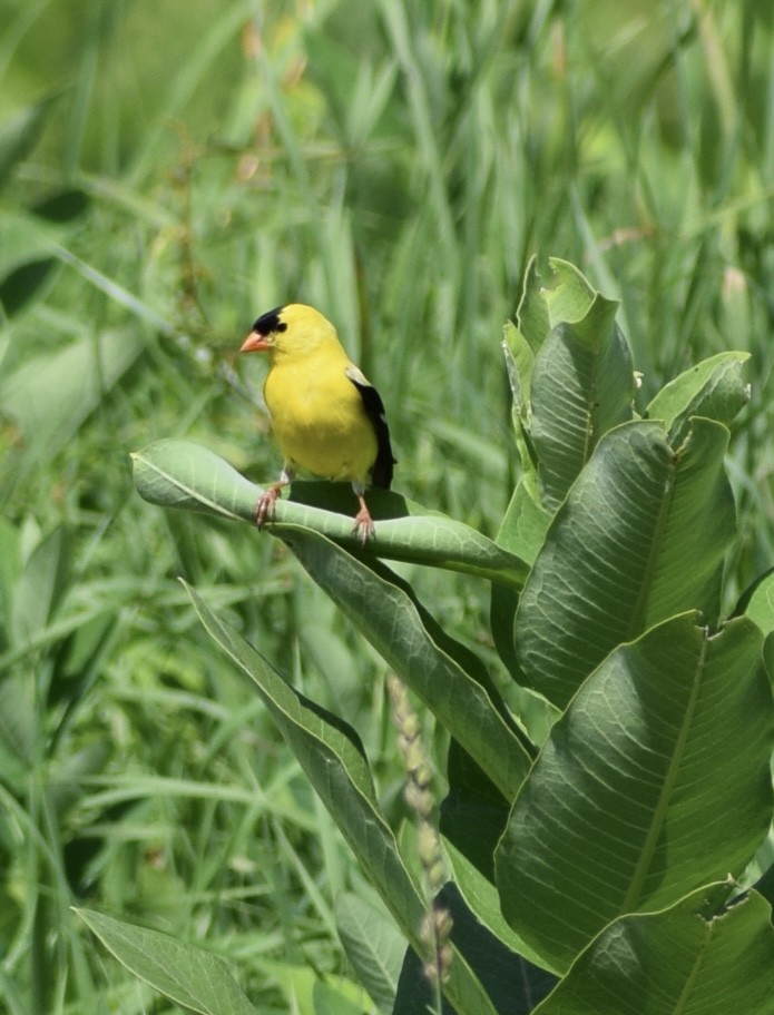 American Goldfinch - Neal Fitzsimmons