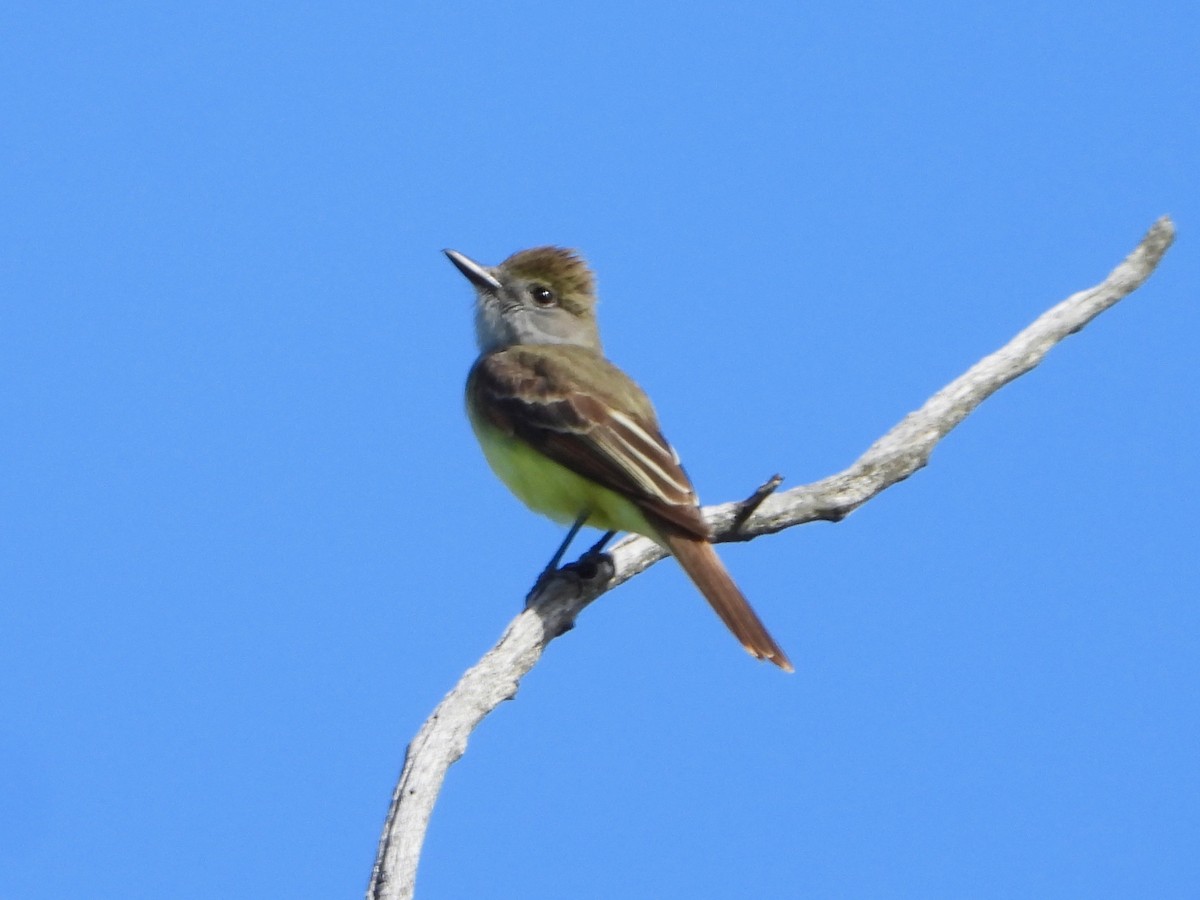 Great Crested Flycatcher - Gordon Payne