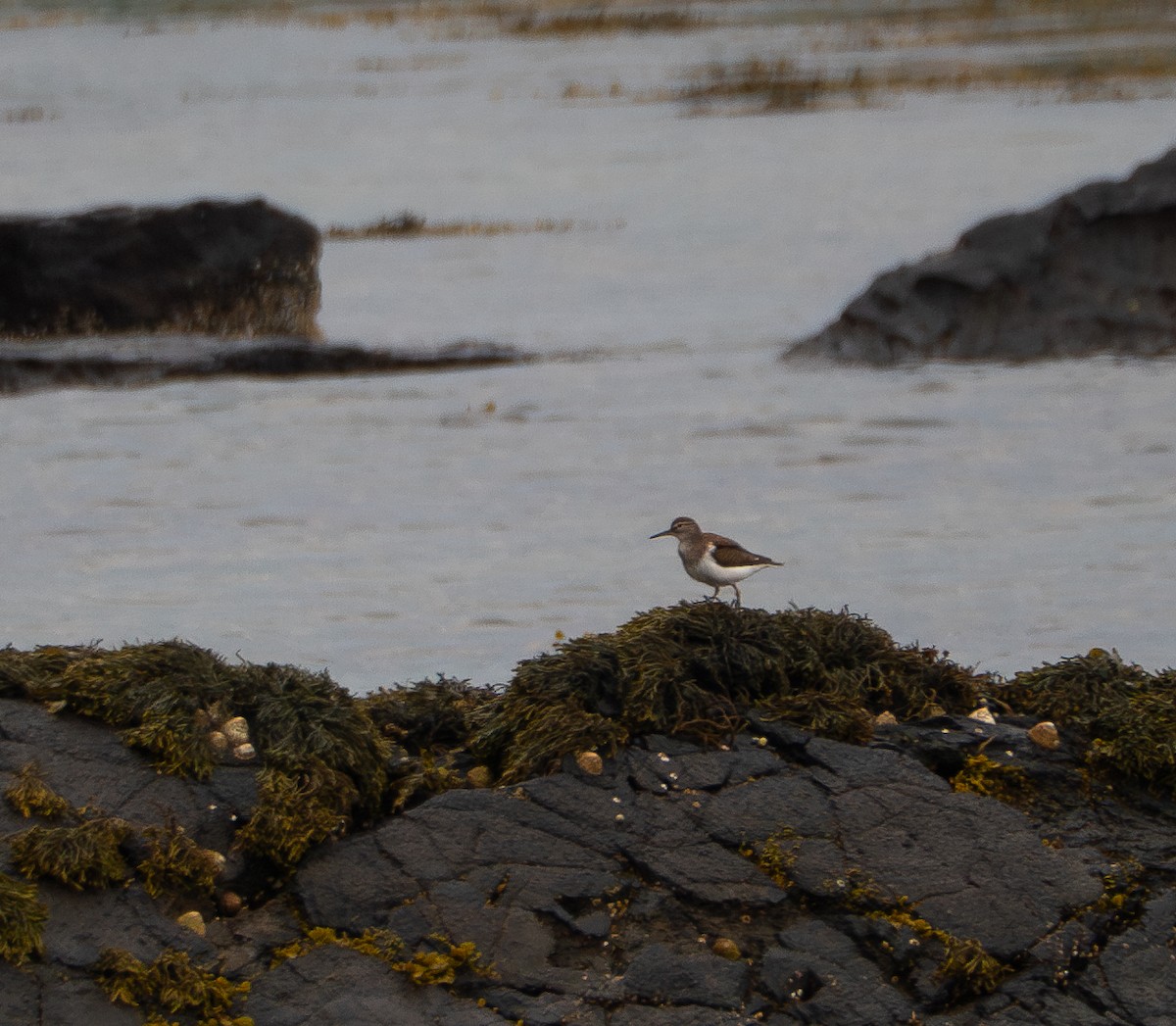 Common Sandpiper - ML620492740