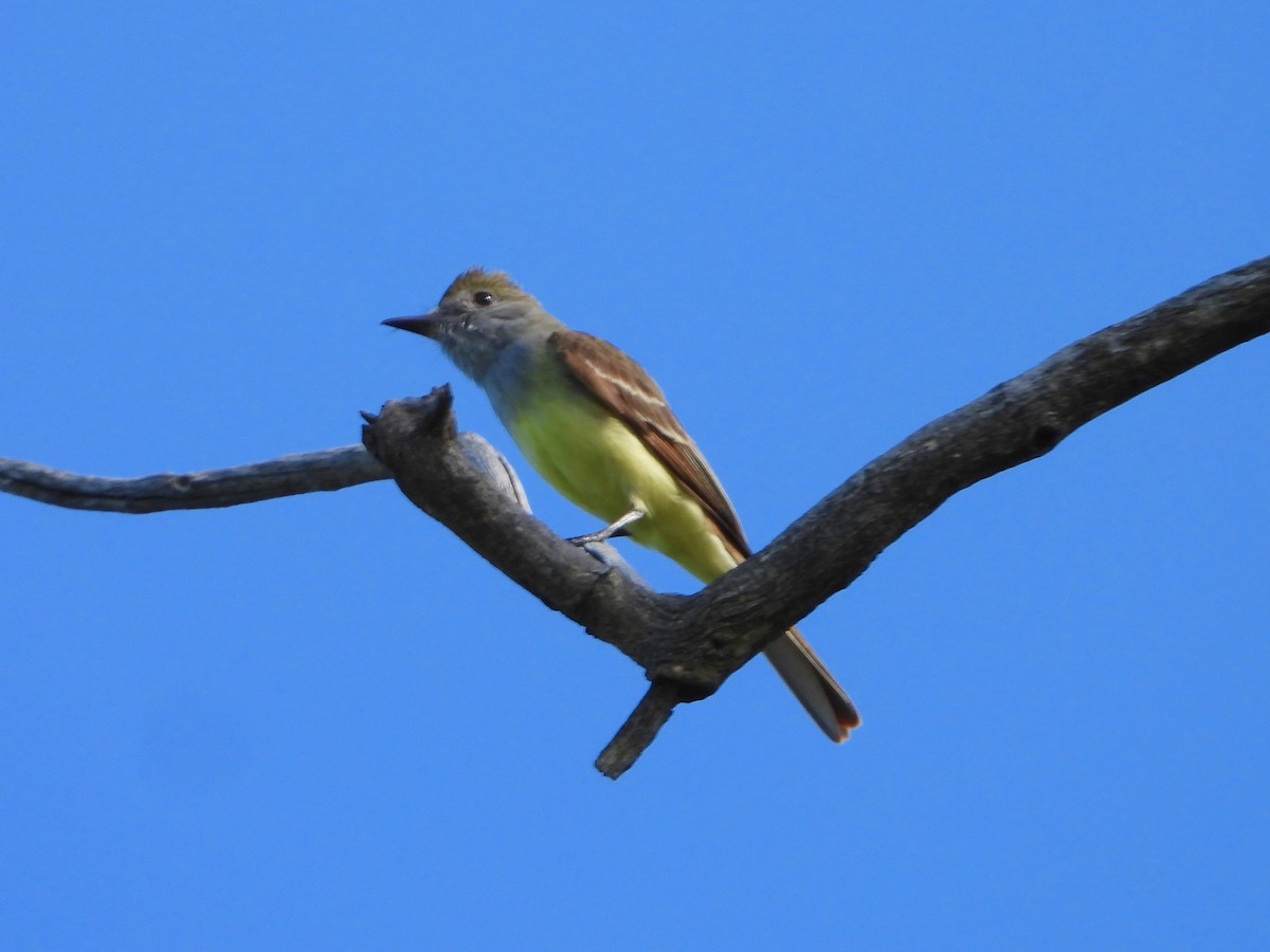 Great Crested Flycatcher - ML620492741