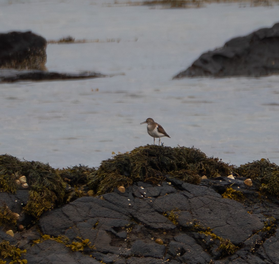 Common Sandpiper - ML620492742