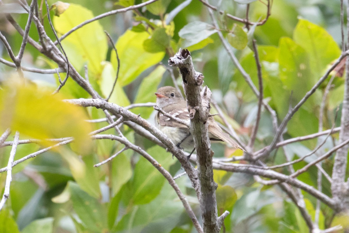 Small-billed Elaenia - ML620492743