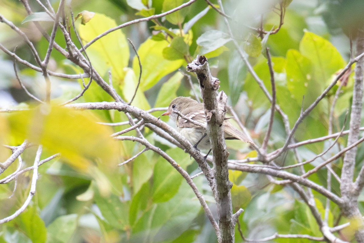 Small-billed Elaenia - ML620492745