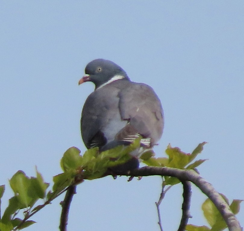Common Wood-Pigeon - ML620492746