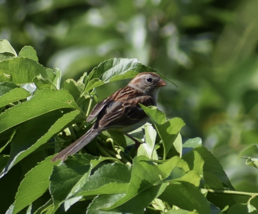 Field Sparrow - ML620492748
