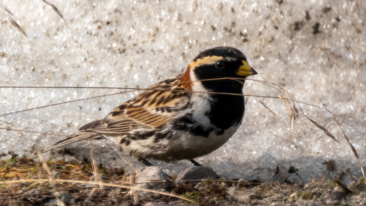 Lapland Longspur - ML620492752