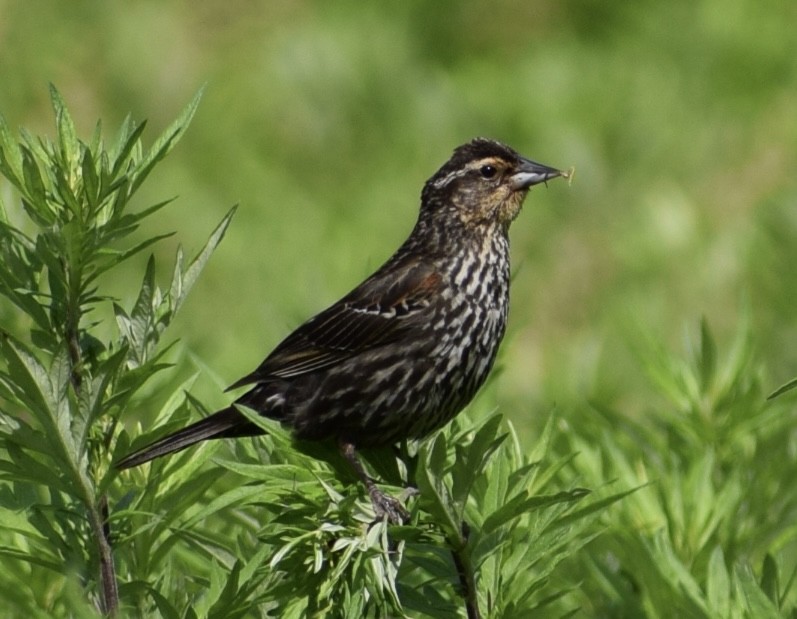 Red-winged Blackbird - ML620492753