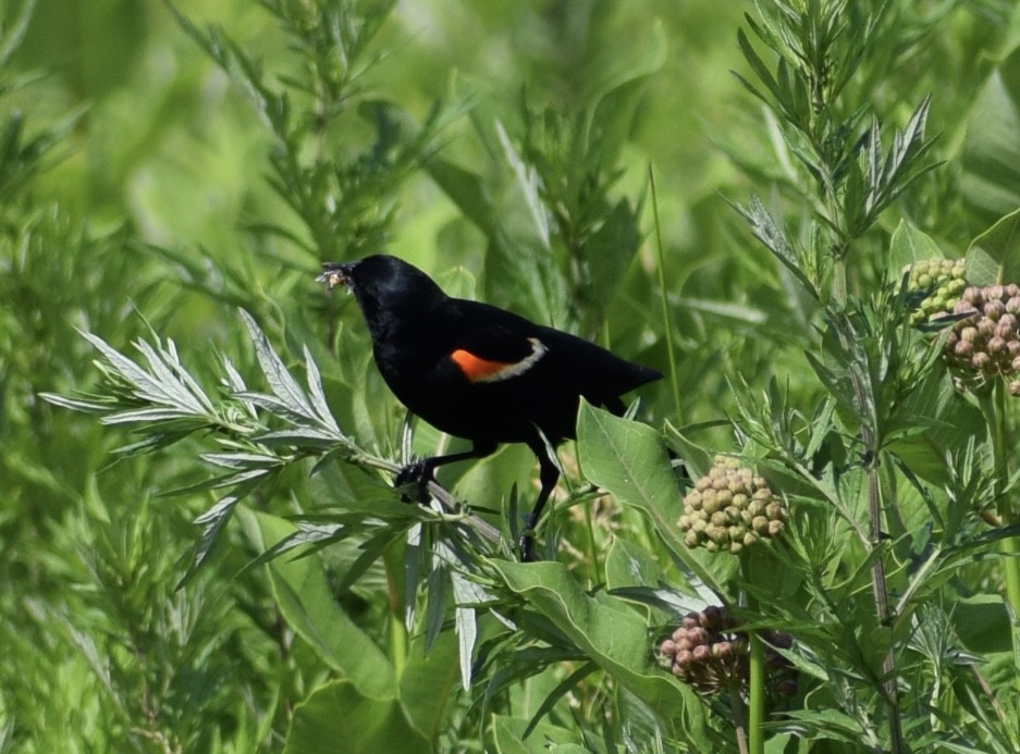 Red-winged Blackbird - ML620492754