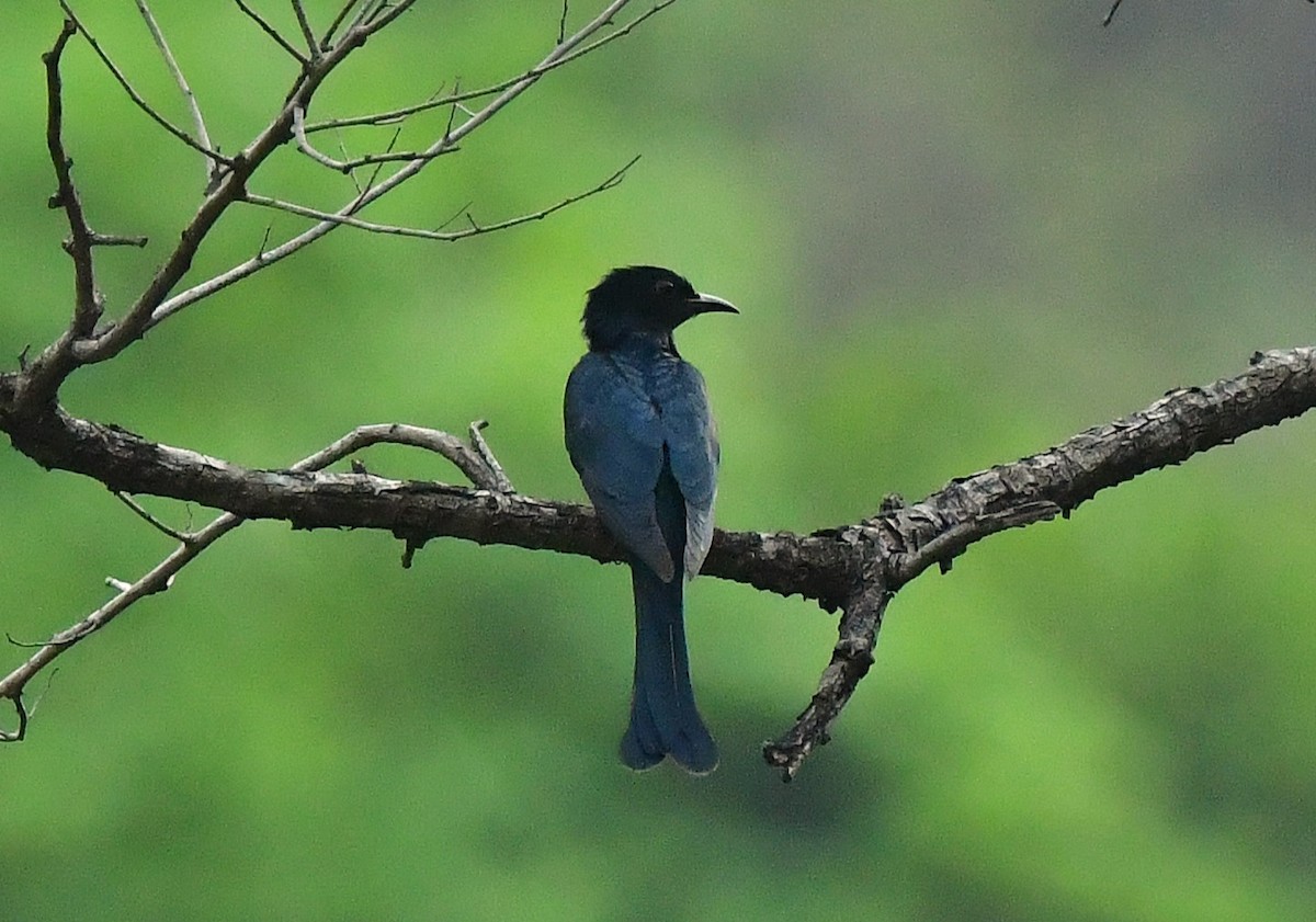 Square-tailed Drongo-Cuckoo - ML620492755