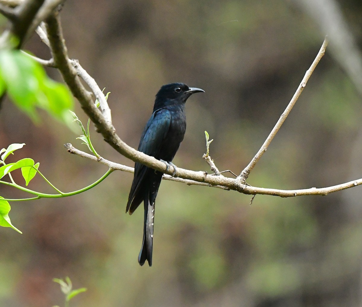 Square-tailed Drongo-Cuckoo - ML620492756