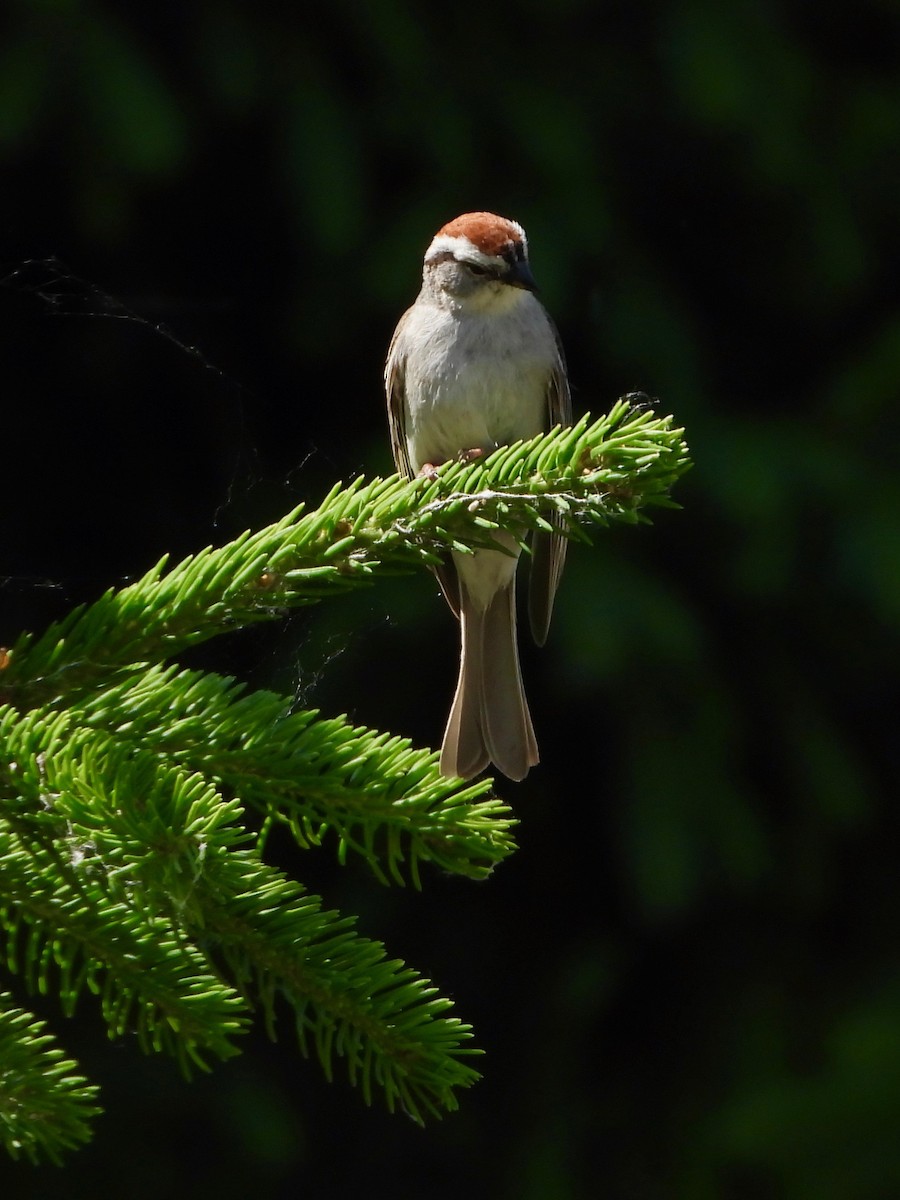 Chipping Sparrow - ML620492757