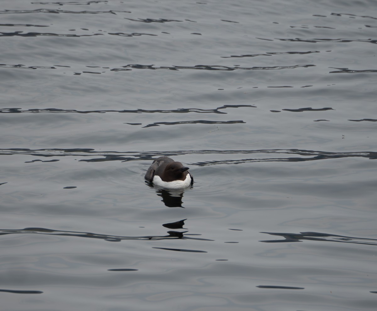 Common Murre - ML620492758