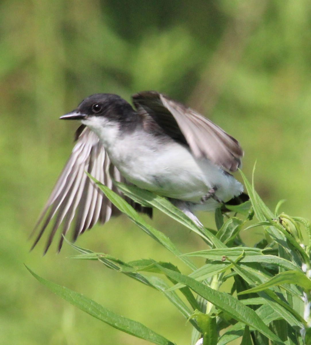 Eastern Kingbird - ML620492771