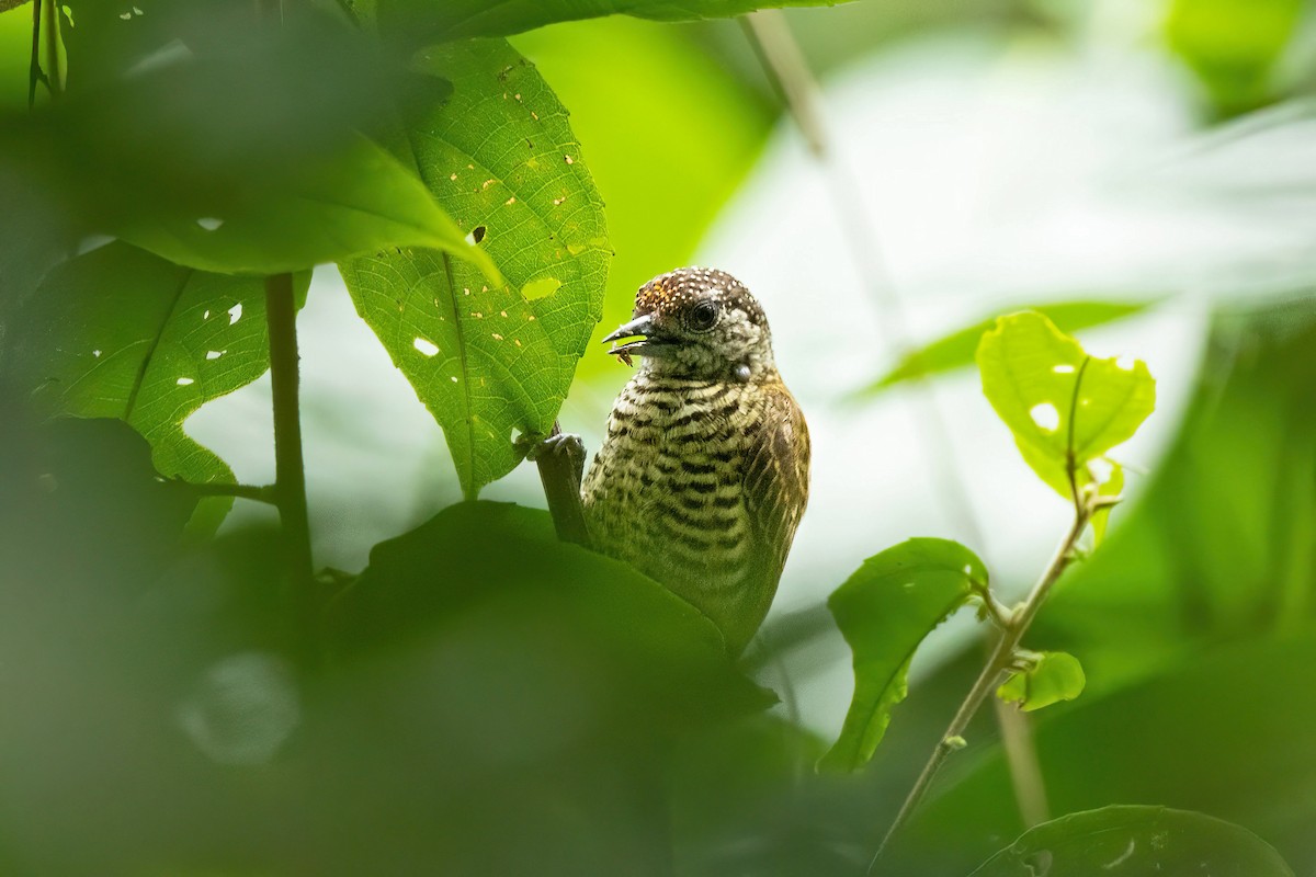 Lafresnaye's Piculet - ML620492780