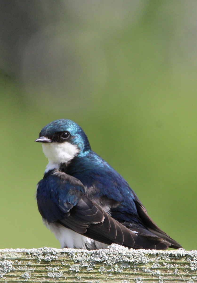 Tree Swallow - NE Ohio Duck Tracker - JUDY   ( ')>