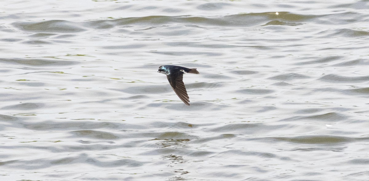 Golondrina Bicolor - ML620492784