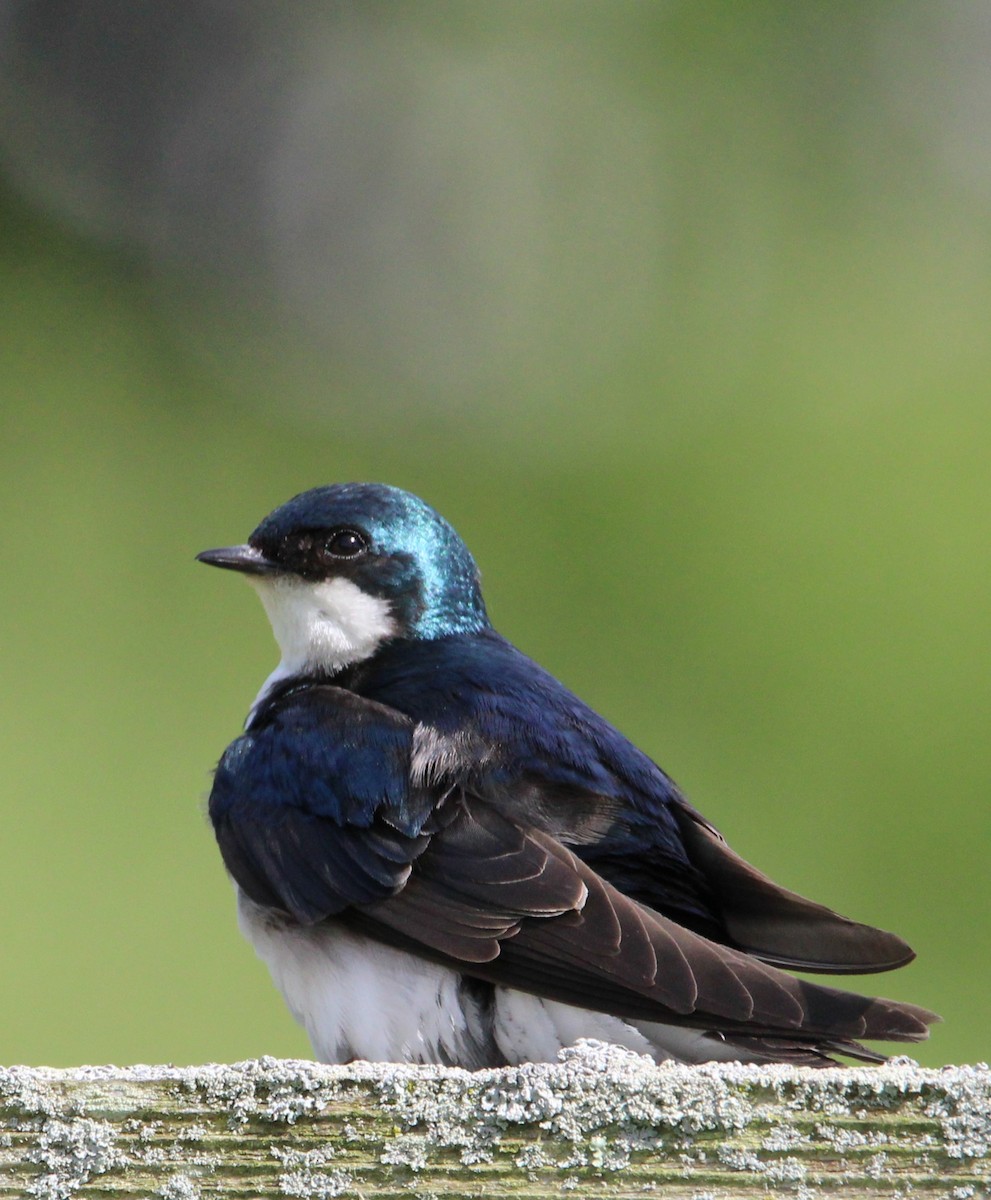 Golondrina Bicolor - ML620492788