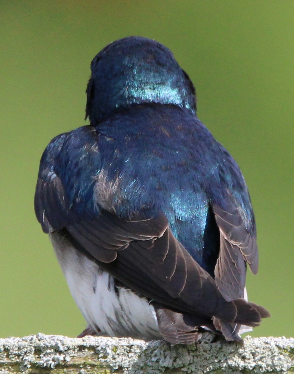 Tree Swallow - ML620492791