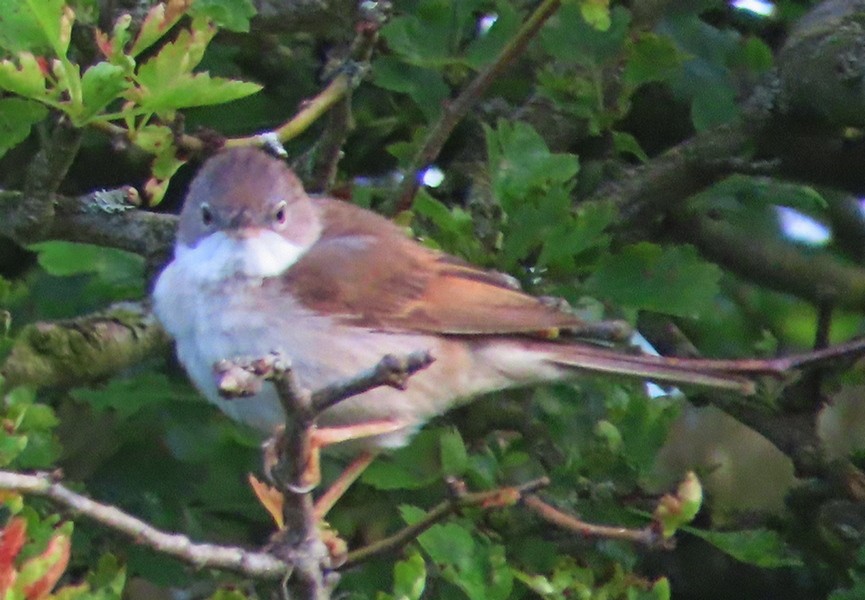 Greater Whitethroat - ML620492794