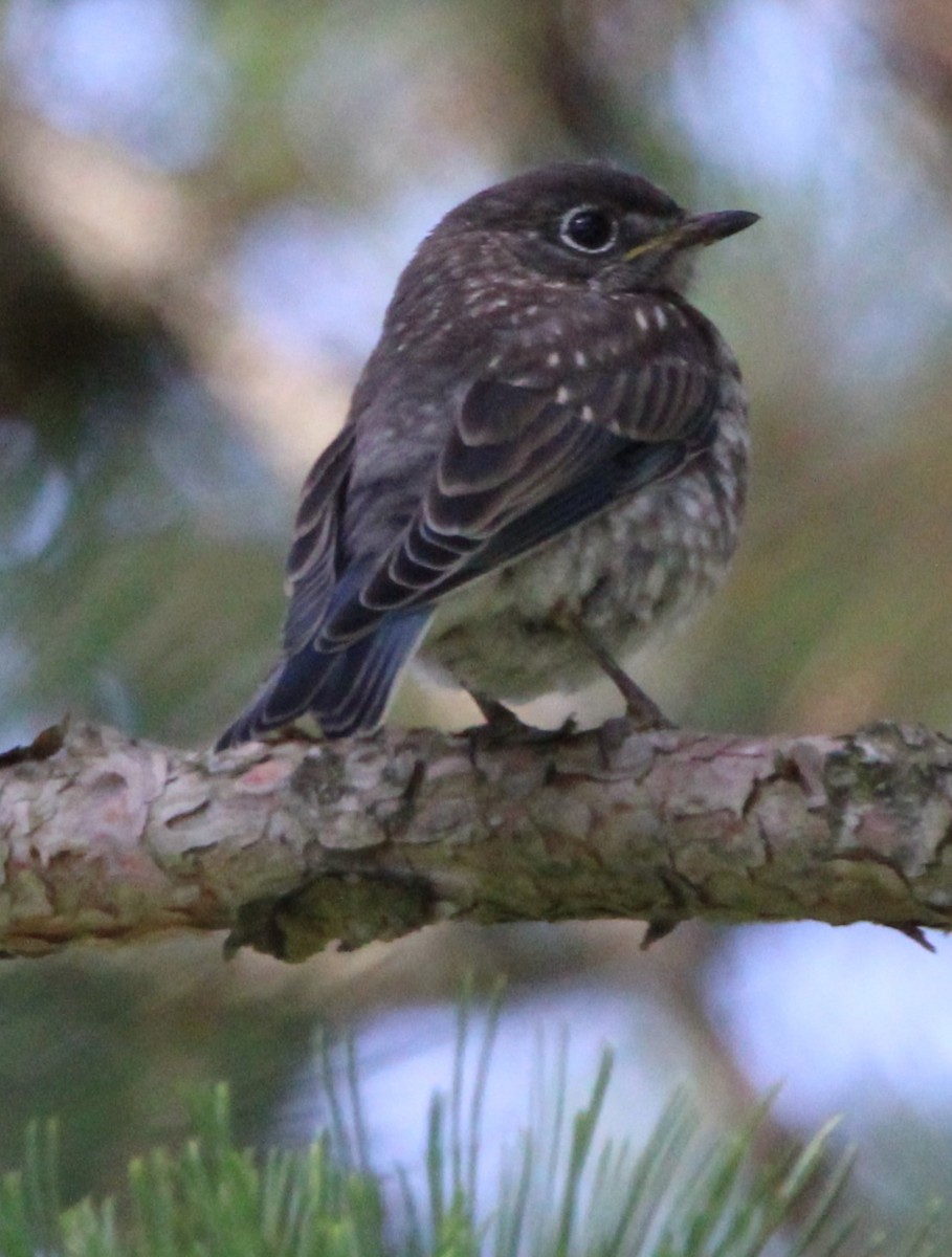 Eastern Bluebird - ML620492799