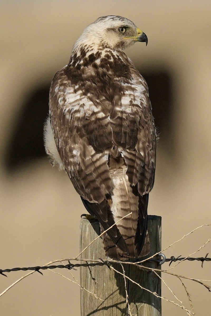 Swainson's Hawk - ML620492805