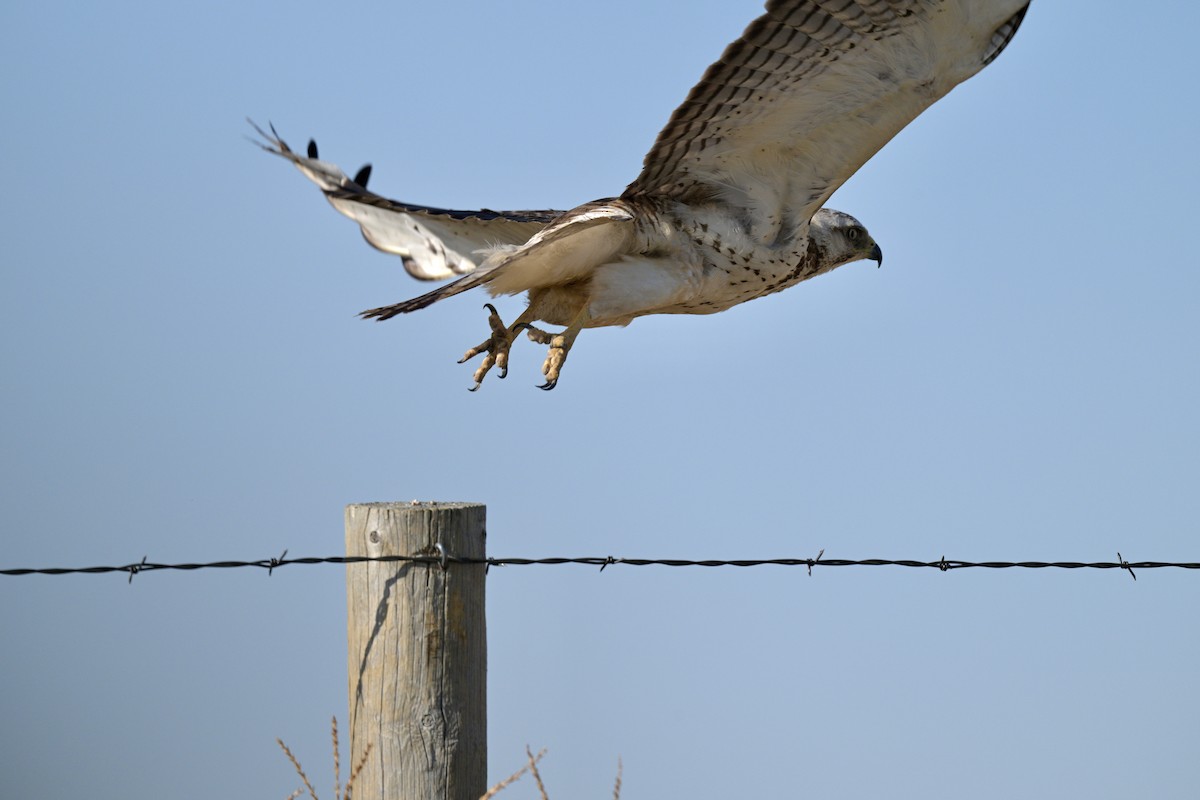 Swainson's Hawk - ML620492808