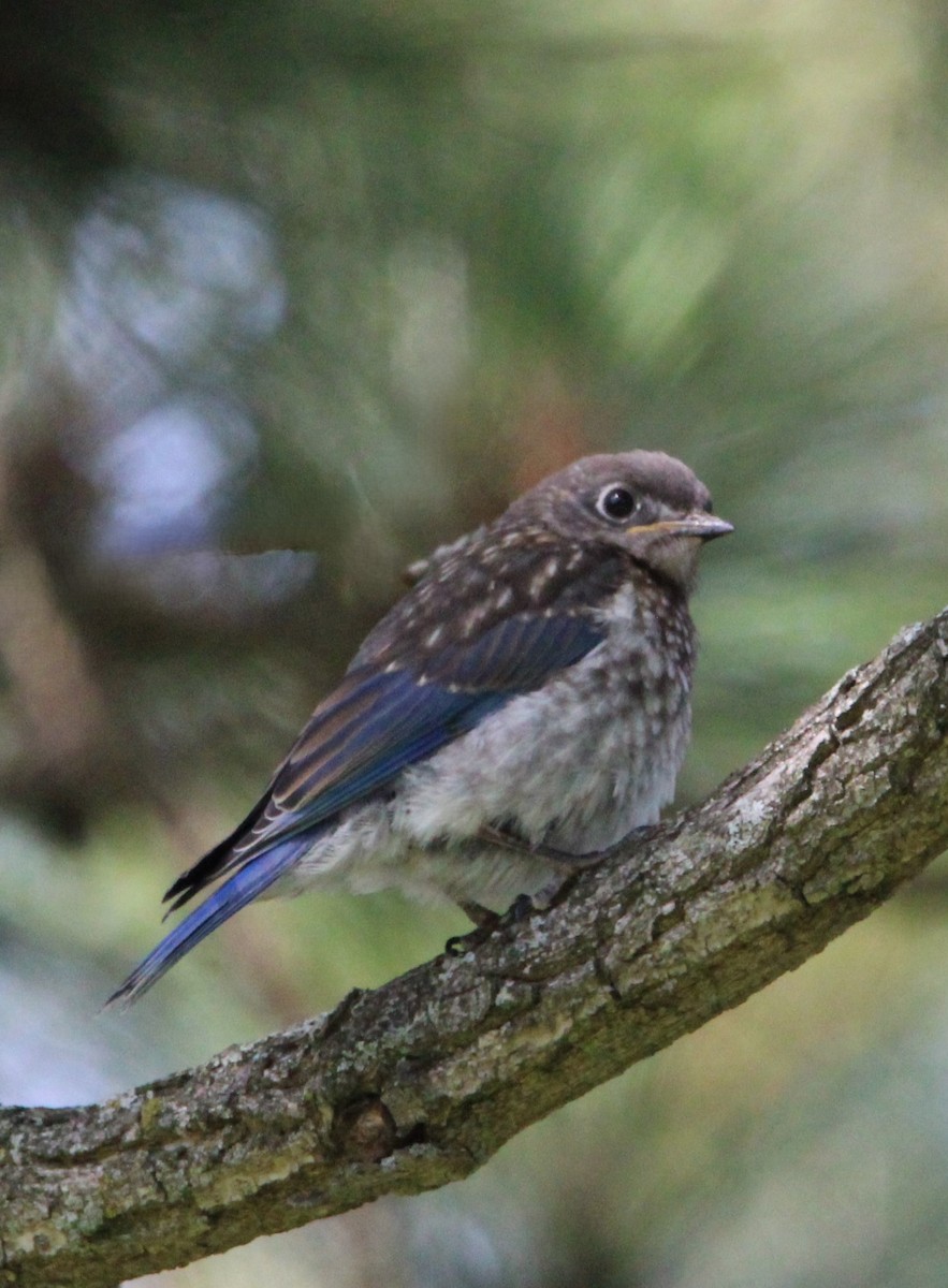 Eastern Bluebird - ML620492809