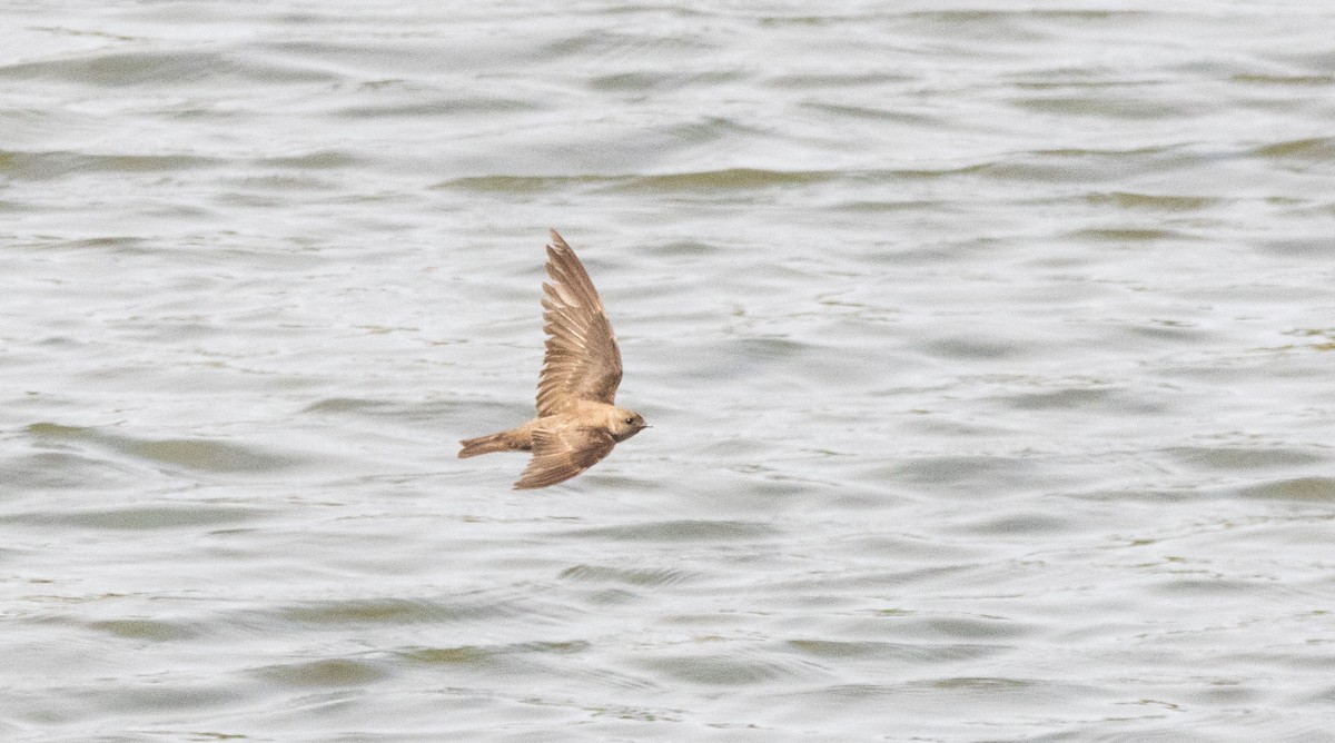 Northern Rough-winged Swallow - ML620492812