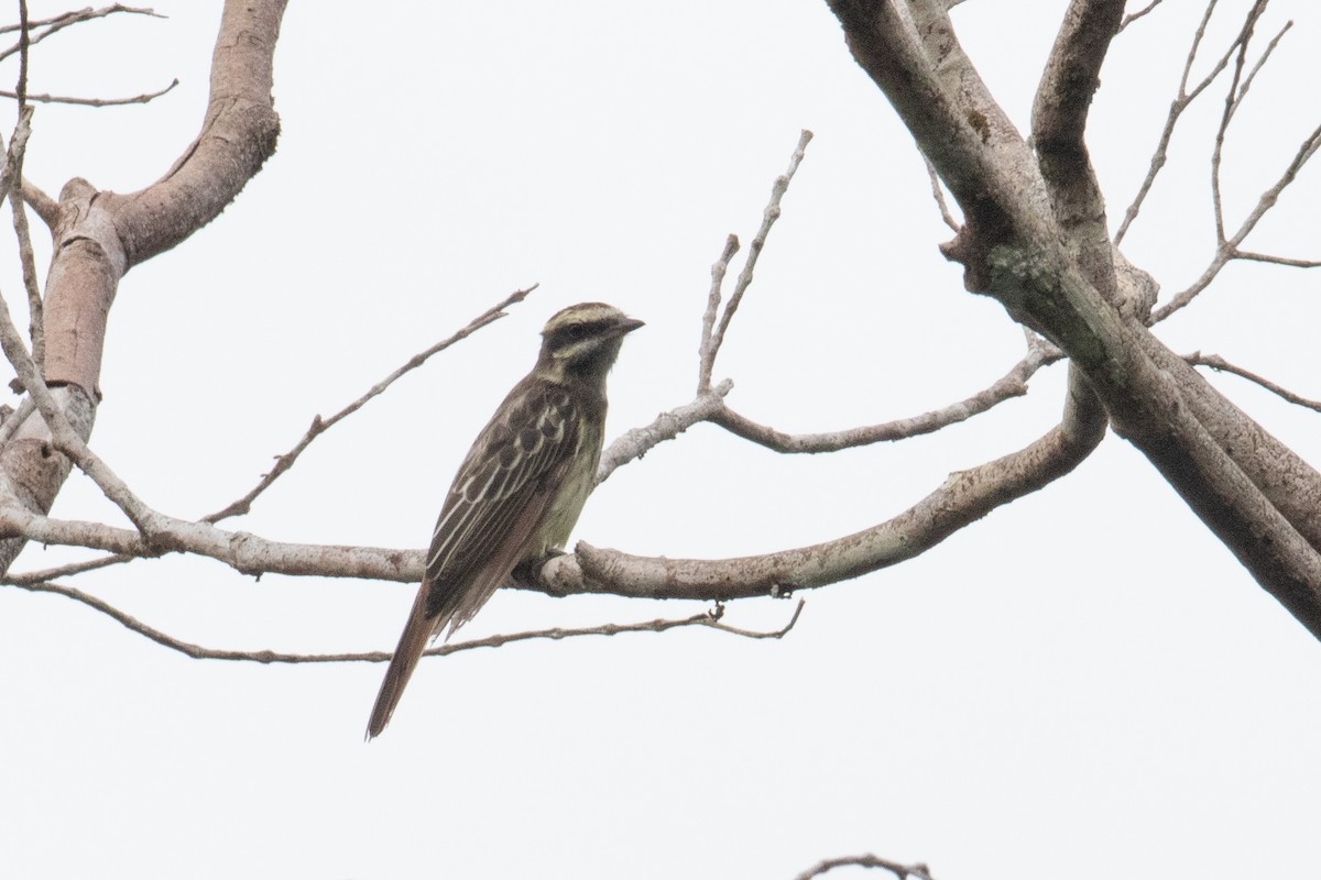 Variegated Flycatcher - ML620492818