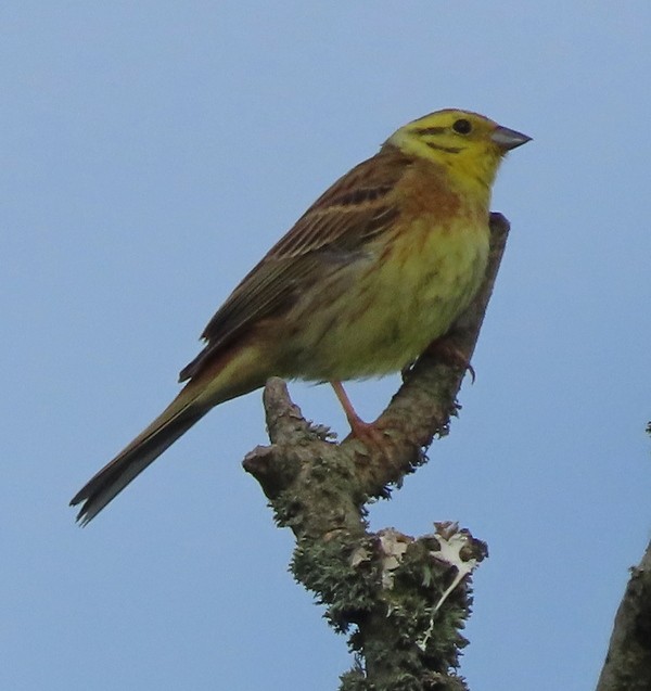 Yellowhammer - ML620492823