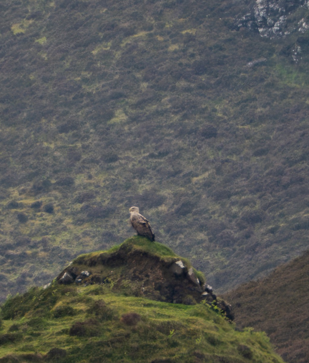 White-tailed Eagle - ML620492826