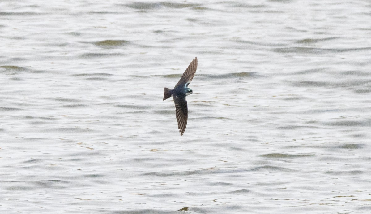 Tree Swallow - Timothy Aarons