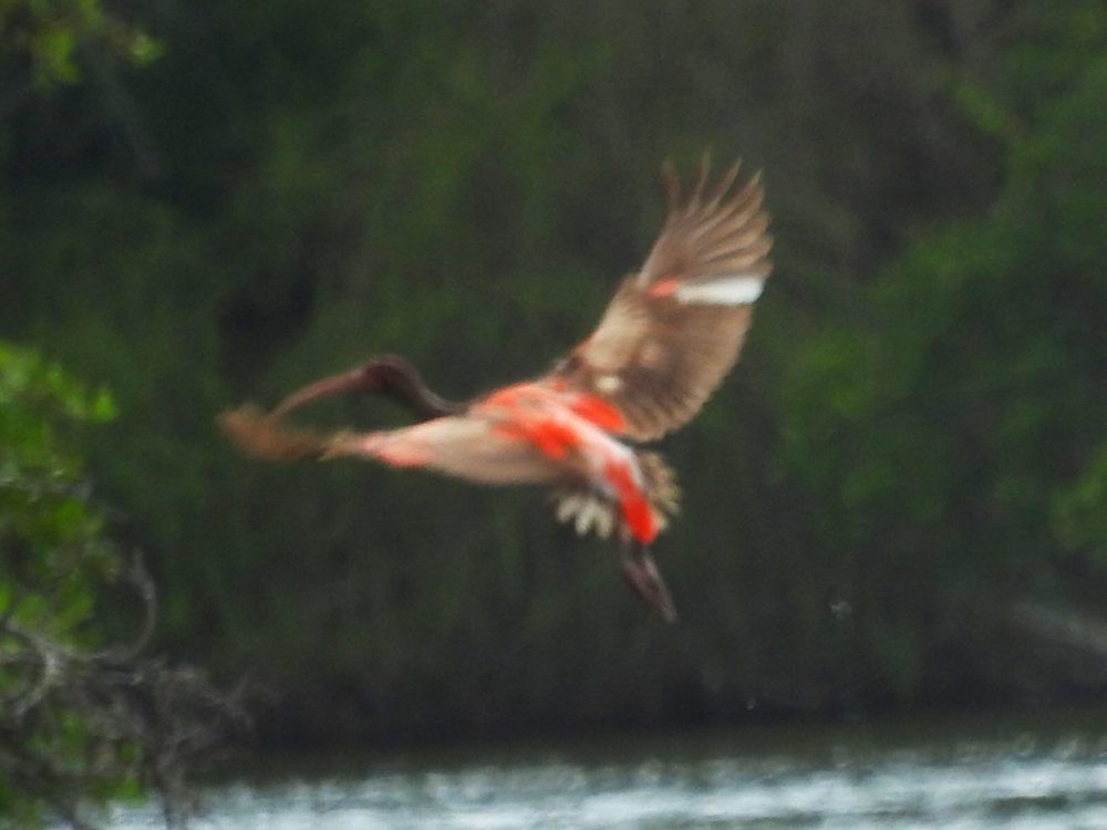 Scarlet Ibis - ML620492830