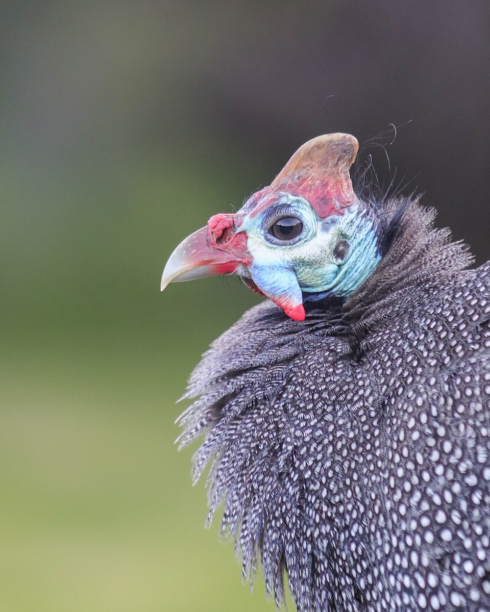 Helmeted Guineafowl - ML620492832