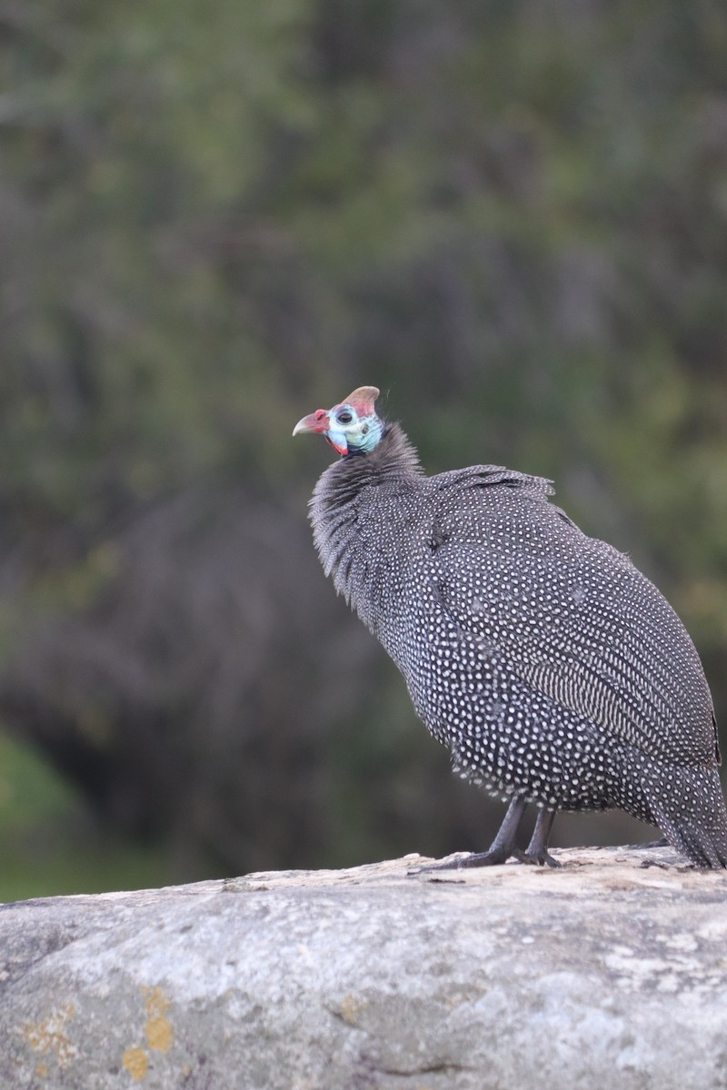 Helmeted Guineafowl - Oliver Main