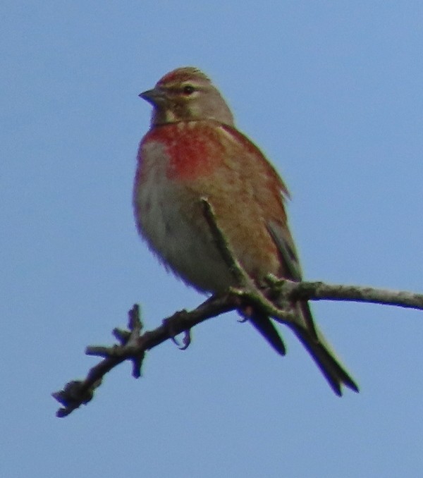 Eurasian Linnet - ML620492835