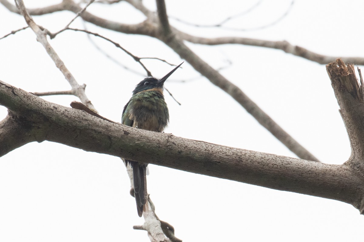 Bronzy Jacamar - ML620492837