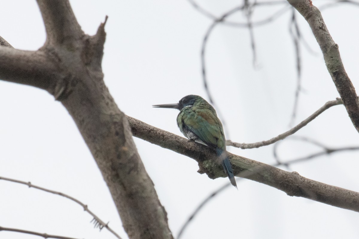 Bronzy Jacamar - ML620492839