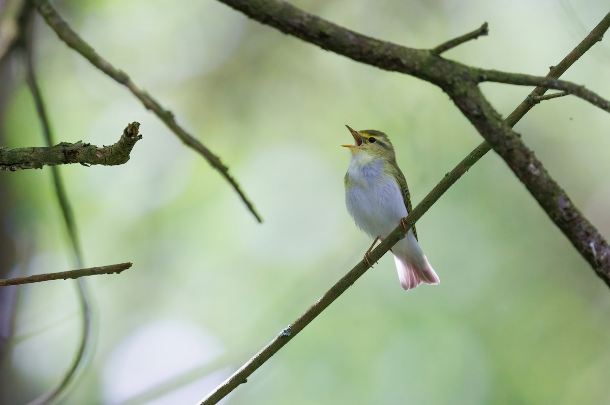 Wood Warbler - Henry Wyn-Jones