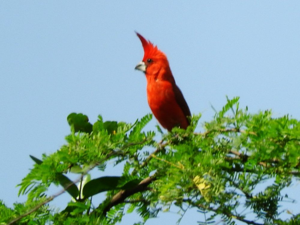 Cardinal vermillon - ML620492842