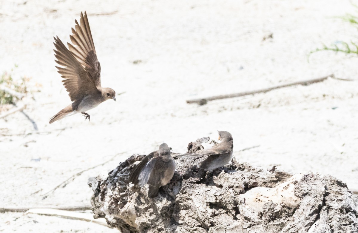 Northern Rough-winged Swallow - ML620492843