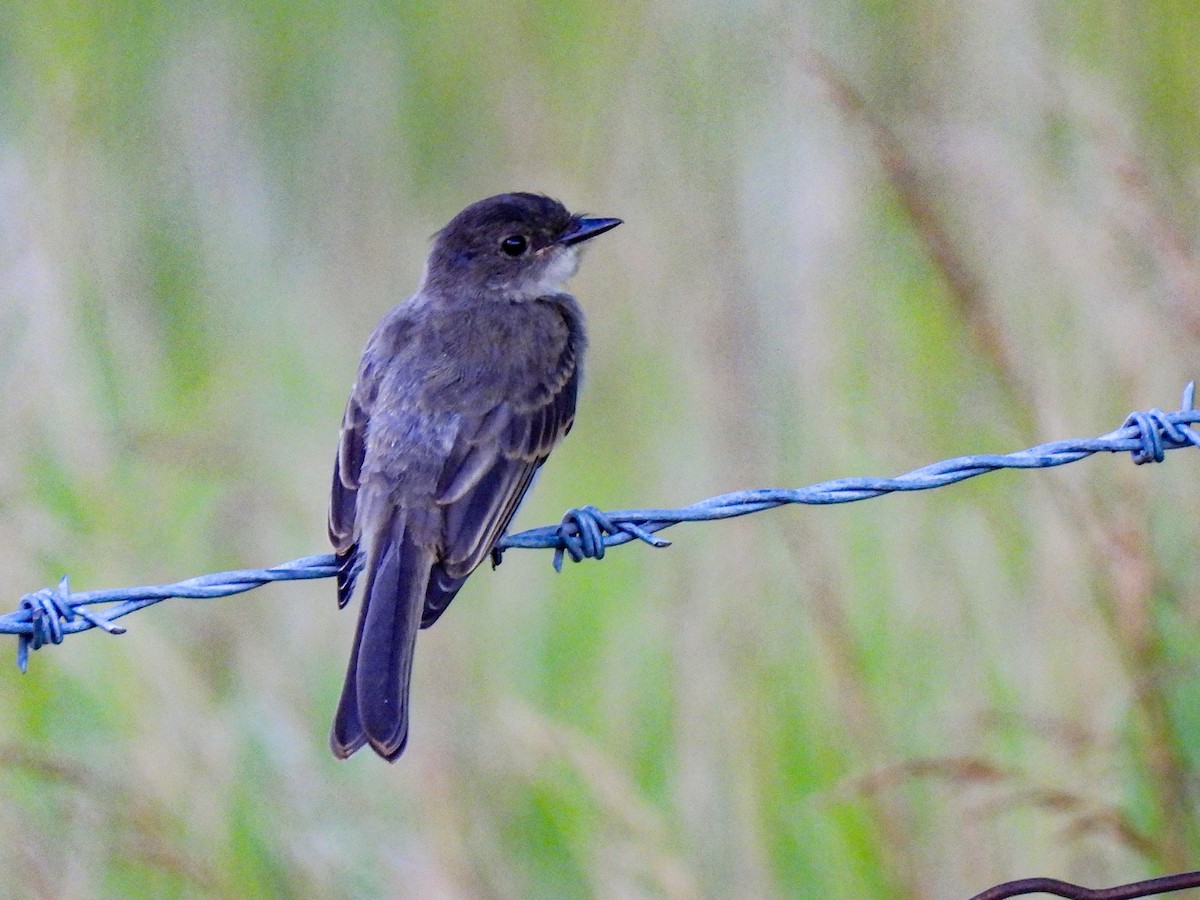 Eastern Phoebe - ML620492845