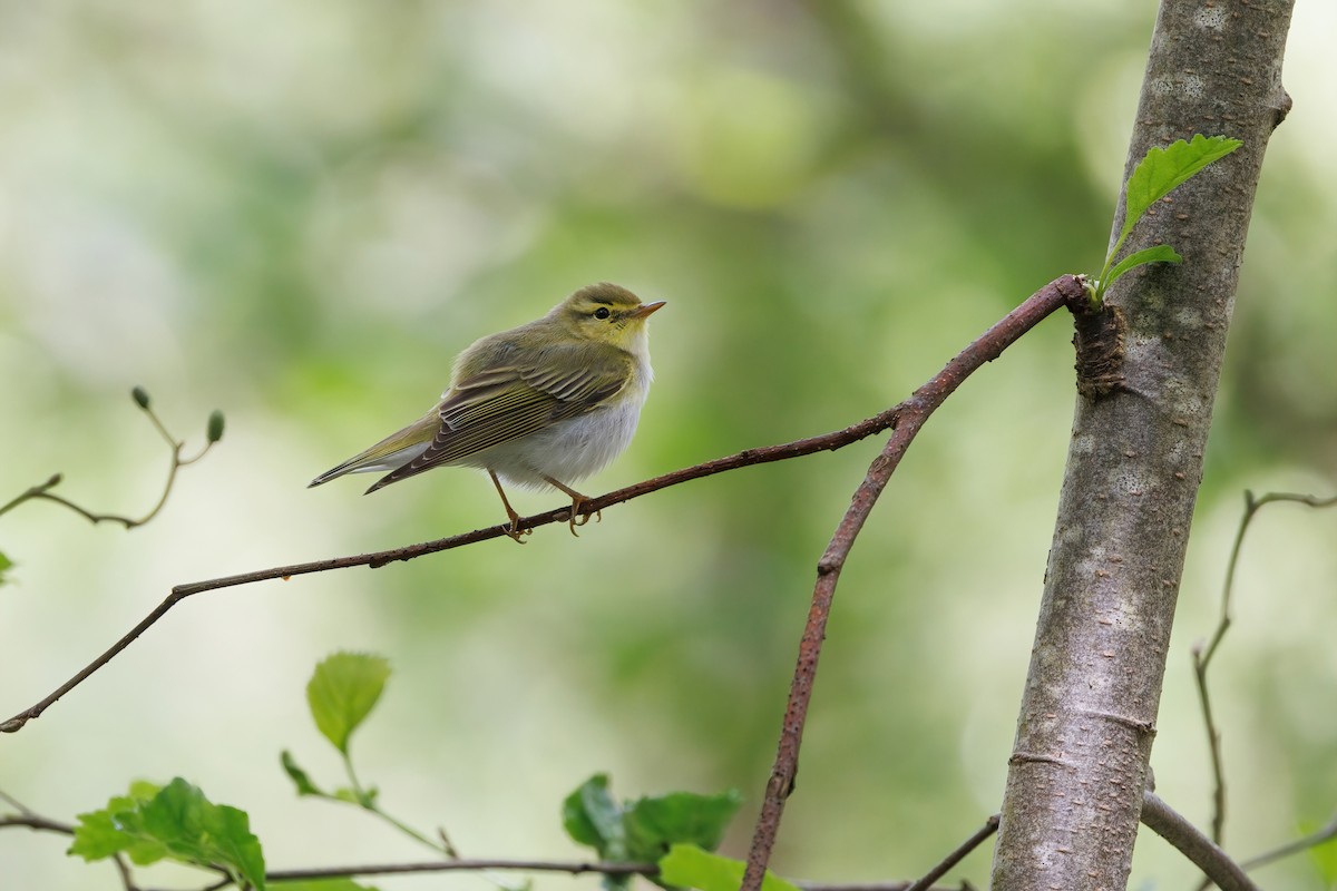 Wood Warbler - ML620492846