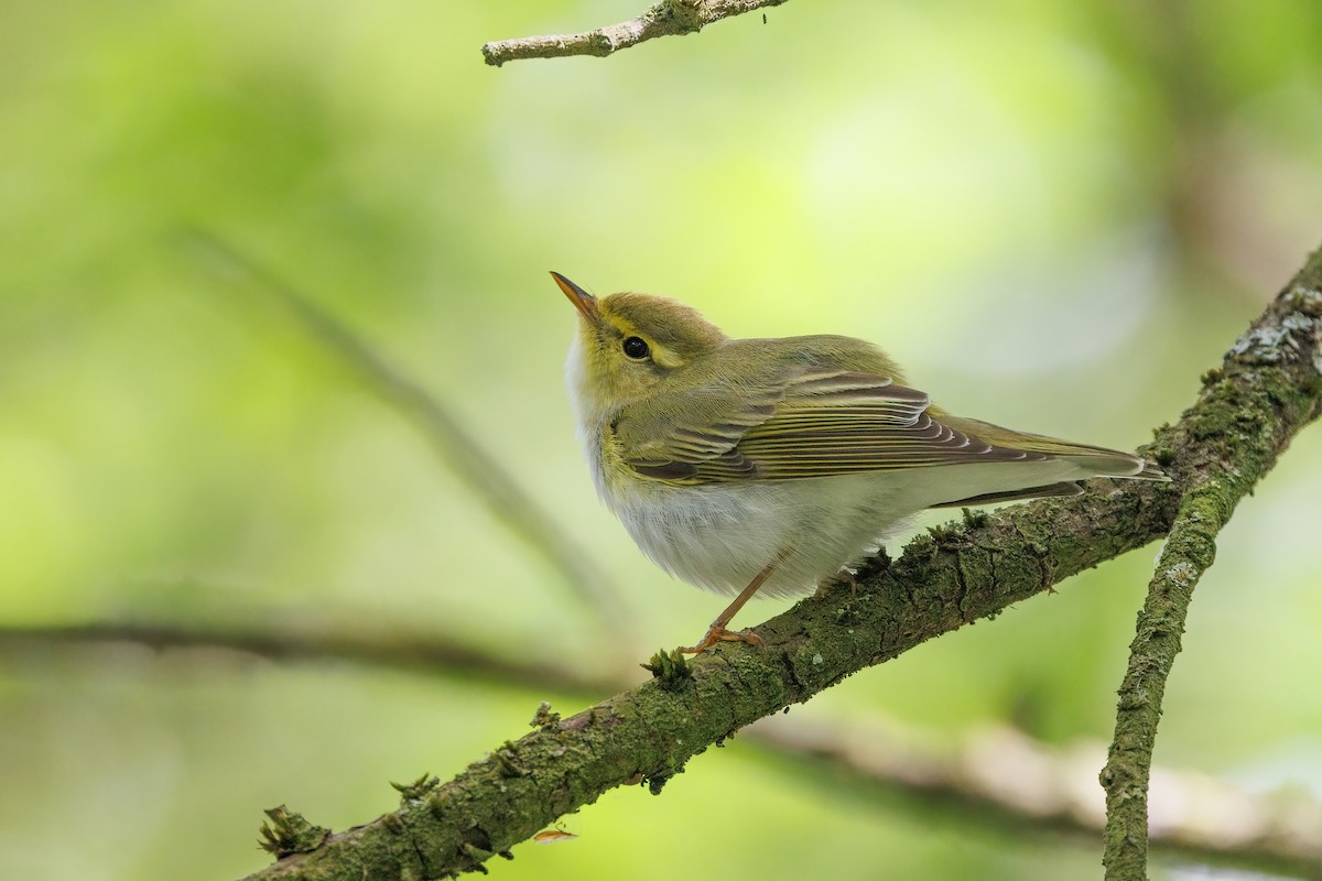 Wood Warbler - ML620492848