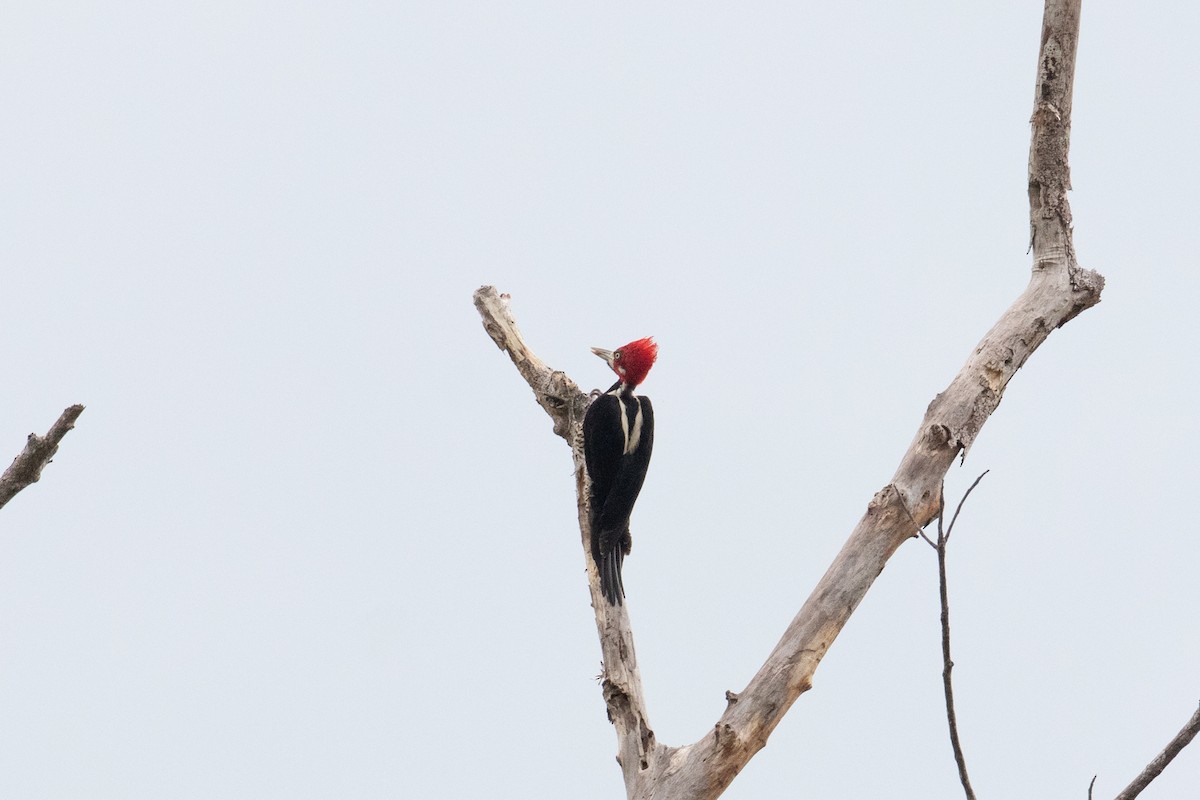 Crimson-crested Woodpecker - ML620492854