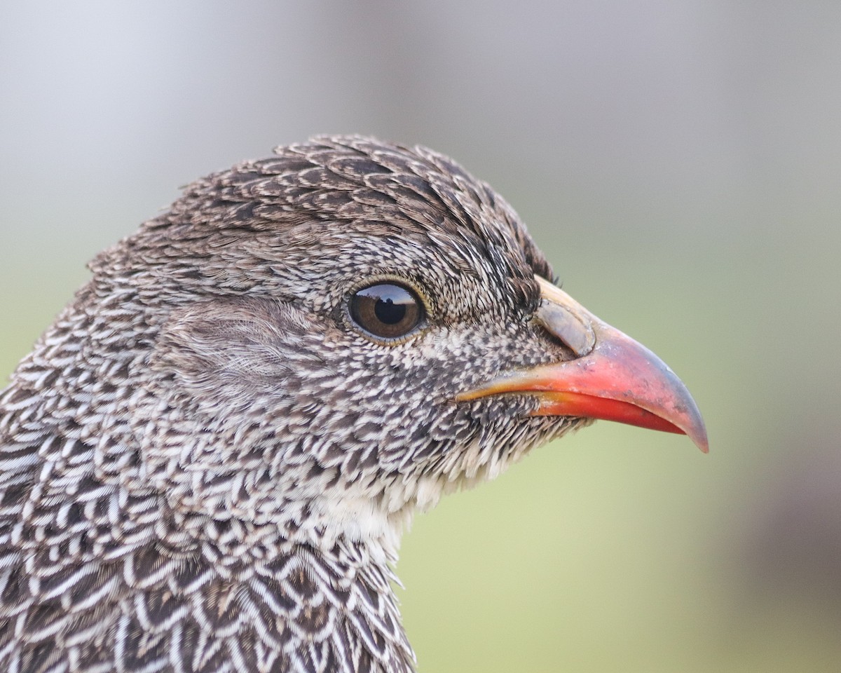 Cape Spurfowl - ML620492858