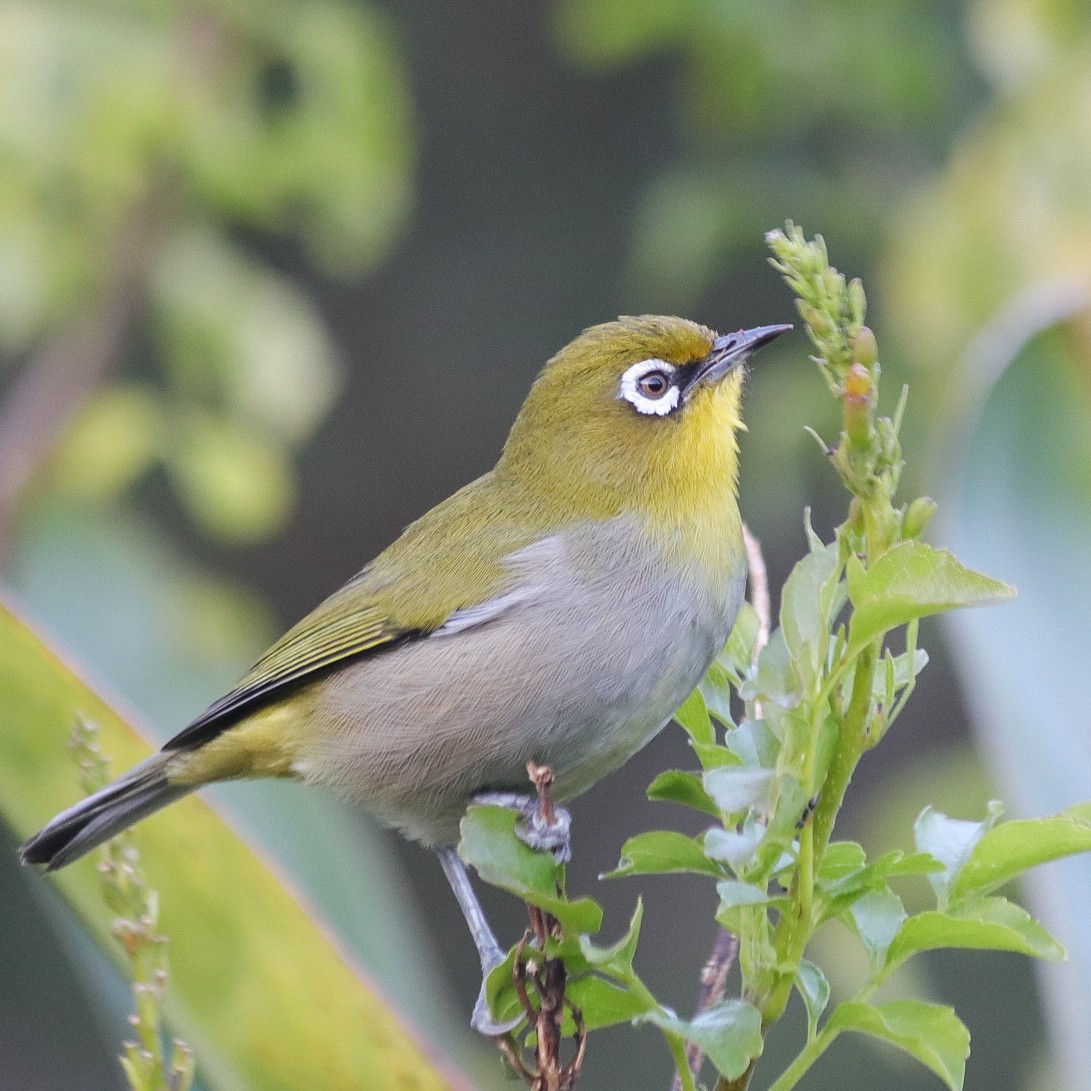 Cape White-eye - ML620492867