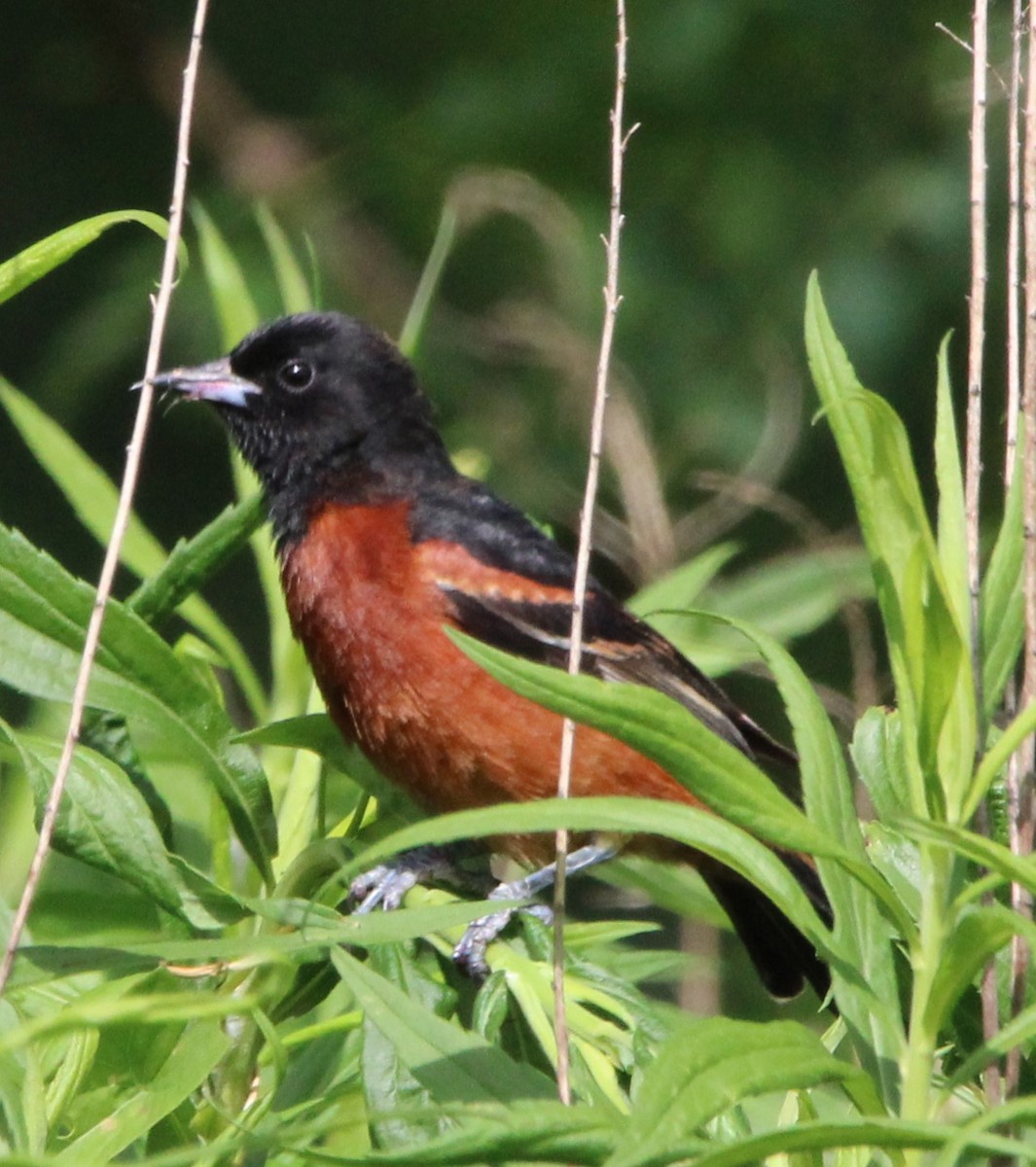 Orchard Oriole - ML620492870