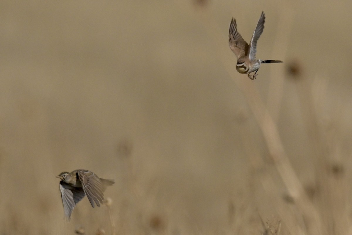 Horned Lark - ML620492873