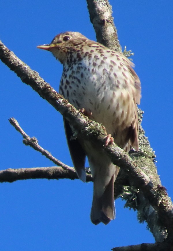 Song Thrush - ML620492880